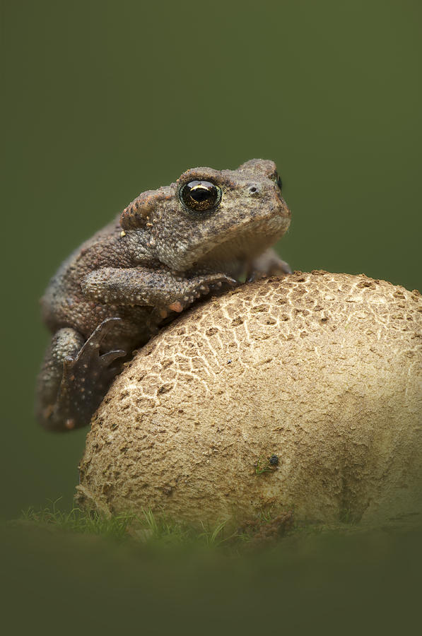 Common Toad Photograph by Andy Astbury