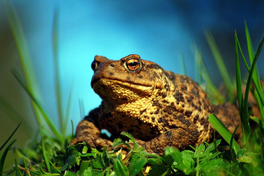 Common toad Photograph by Gavin Macrae