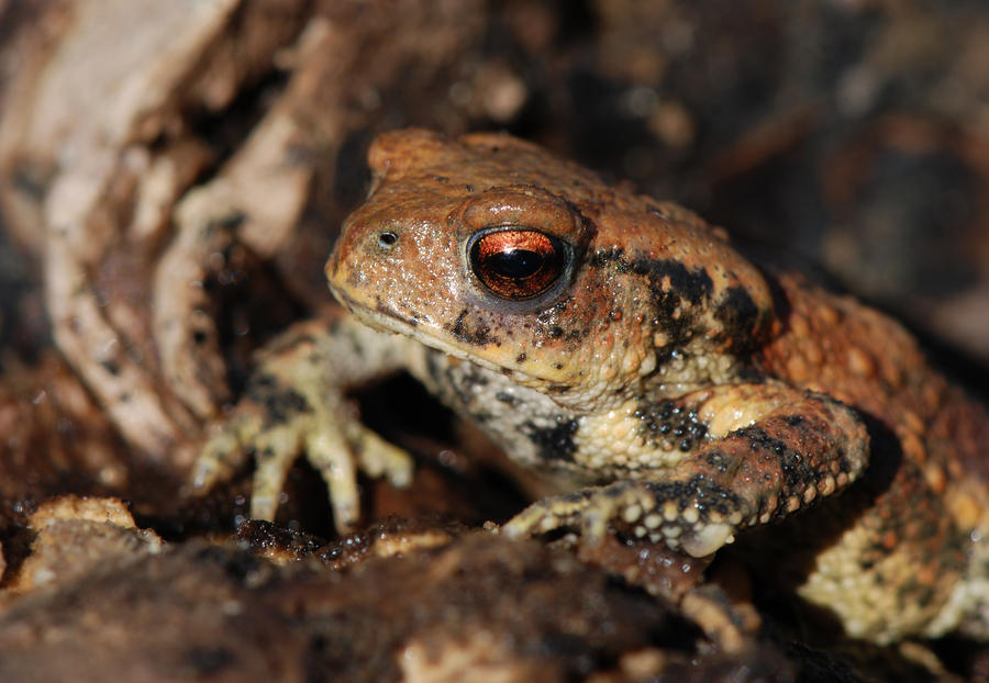 Common Toad Photograph by Perry Van Munster