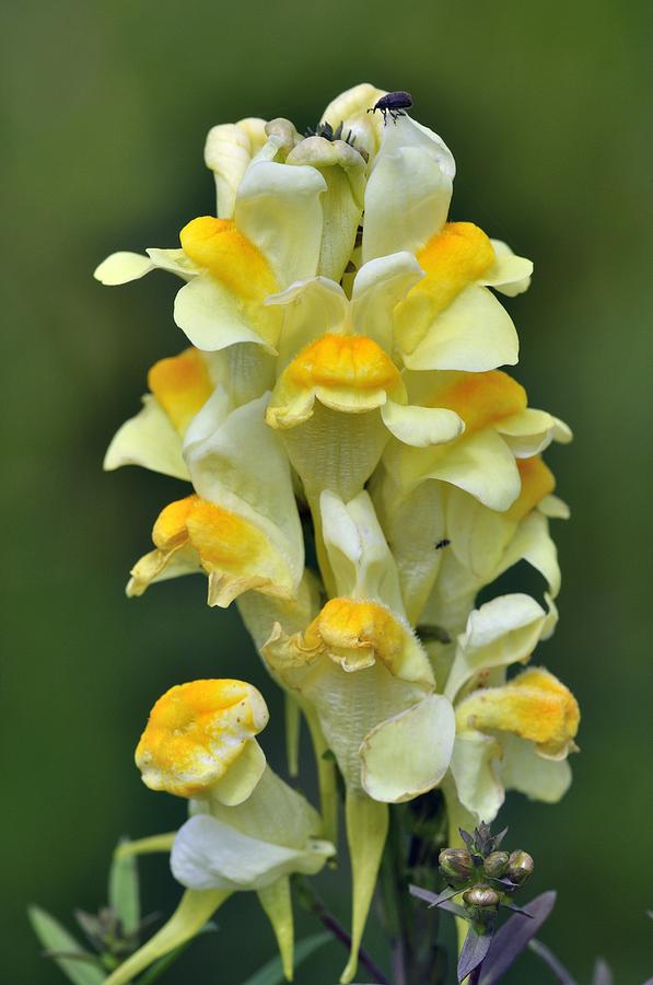 Common Toadflax Flowers Photograph by Colin Varndell - Pixels