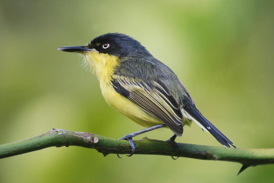 Common Tody Flycatcher Photograph by Perry Van Munster