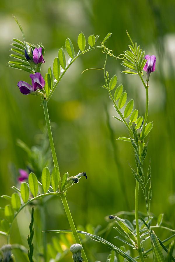 Common Vetch (vicia Sativa) by Science Photo Library