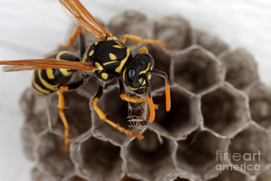 Insects Photograph - Common Wasp by Ted Kinsman