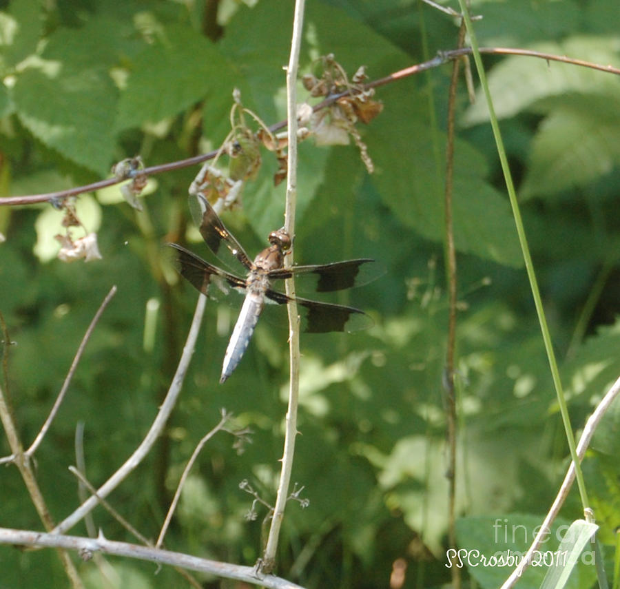 Common White Dragonfly Photograph by Susan Stevens Crosby