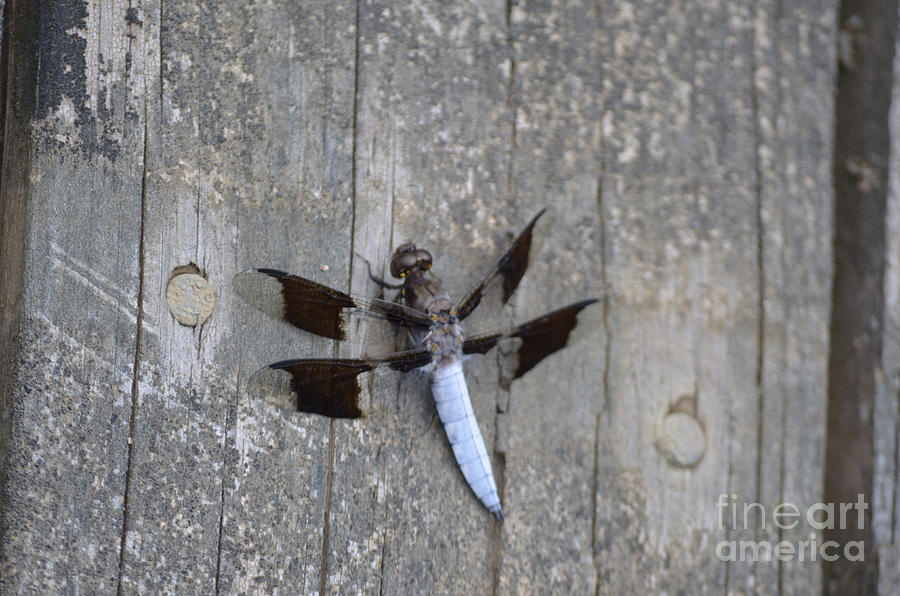 Common White Tail Dragonfly Photograph by Donna Brown