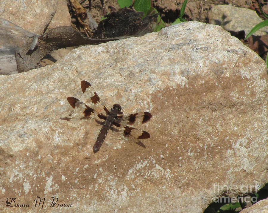 Nature Photograph - Common Whitetail Dragonfly by Donna Brown