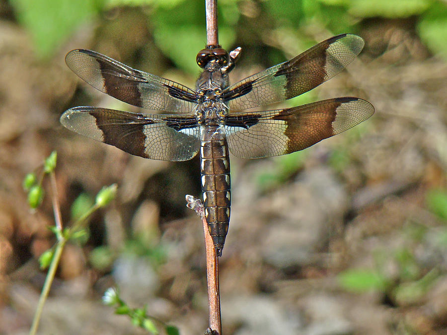 Common Whitetail Dragonfly - Plathemis lydia - Female Photograph by Carol Senske