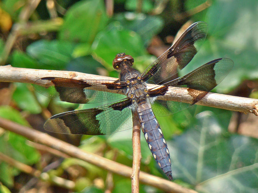 Common Whitetail Dragonfly - Plathemis lydia - Male Photograph by Carol Senske