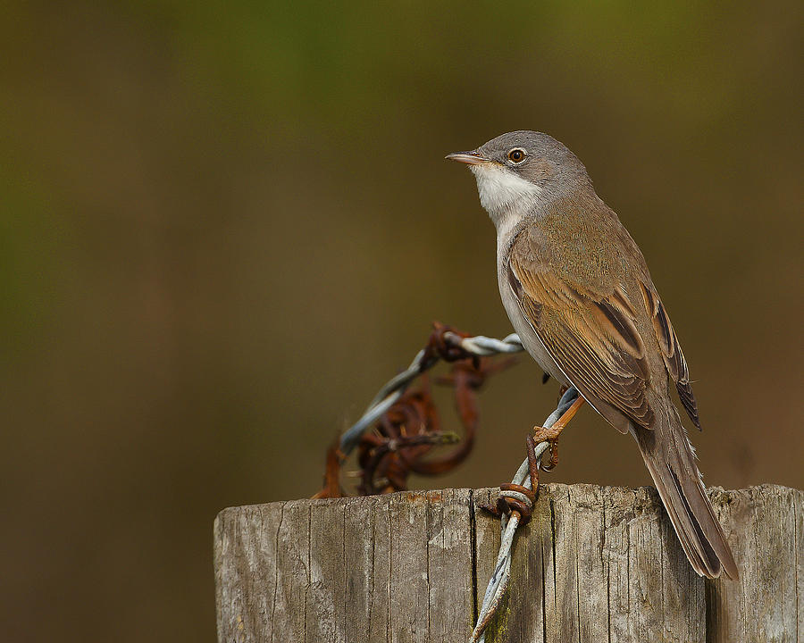 Common Whitethroat Photograph by Paul Scoullar