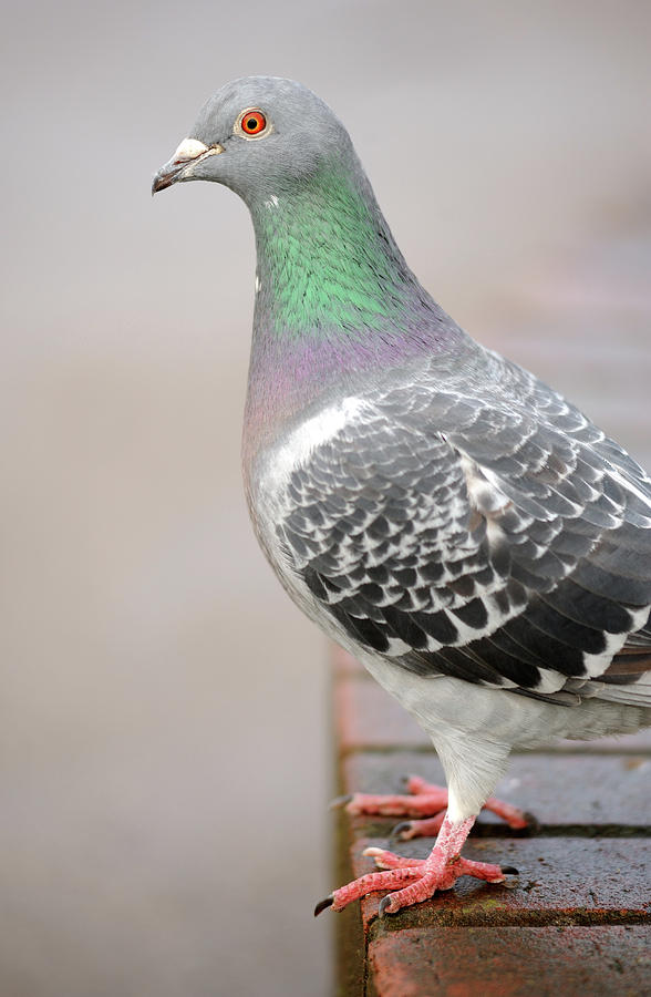 Common Wood Pigeon Photograph by Chris Hepburn