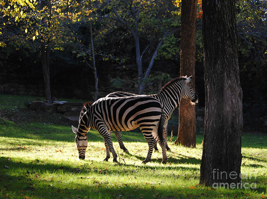 Zebra Photograph - Common Zebras by DiDi Higginbotham Zebra Photograph - Common Zebras by DiDi Higginbotham