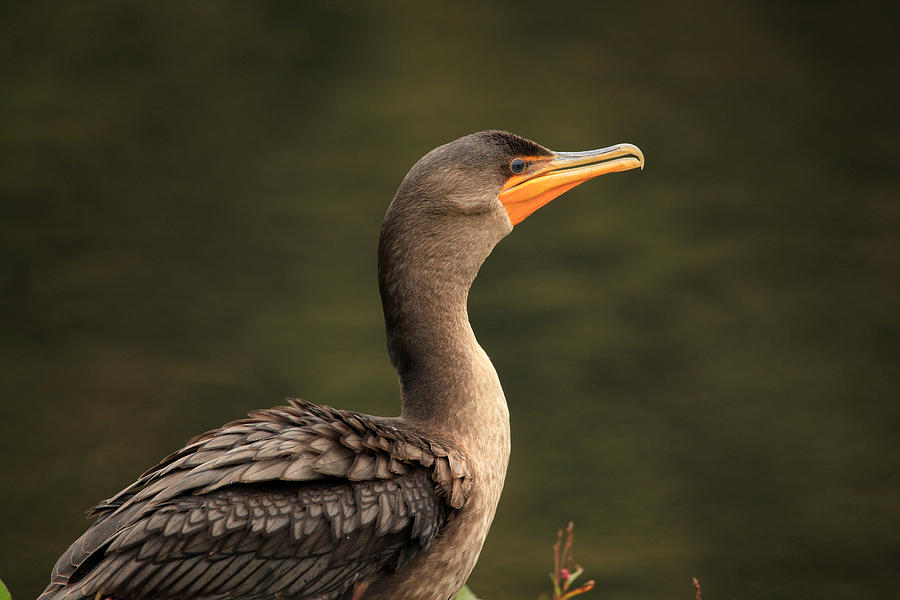Cormorant Up Close and Friendly Photograph by Karol Livote