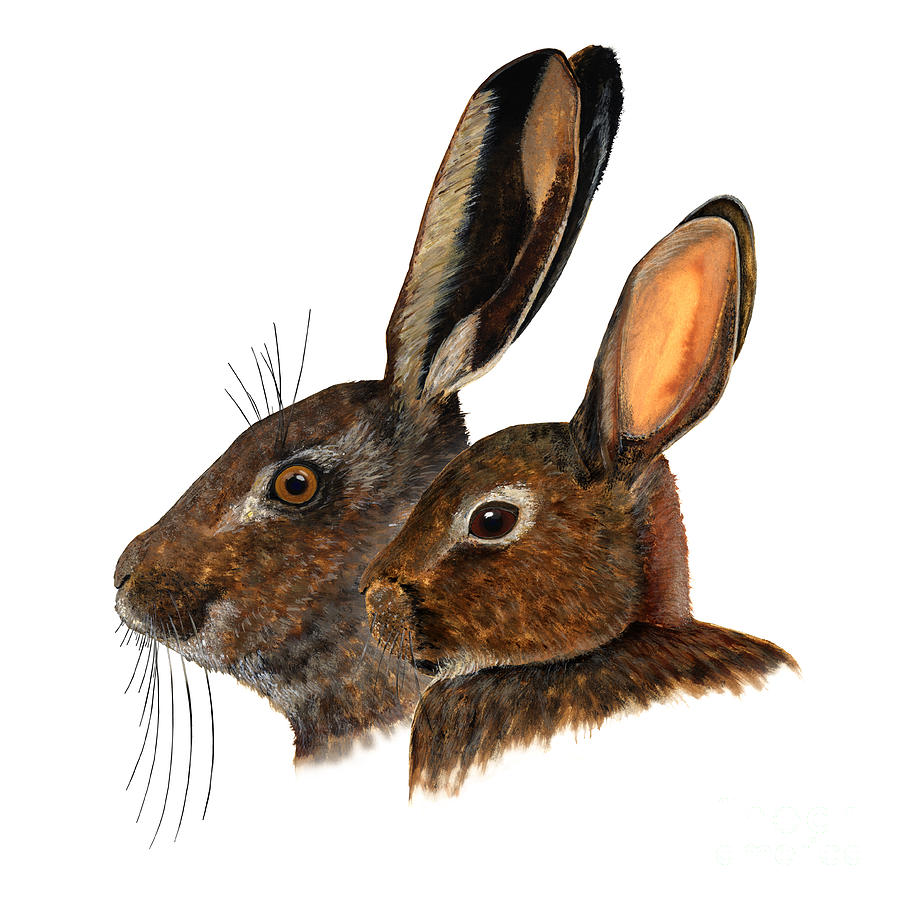 Comparison hare rabbit ears - Oryctolagus cuniculus - Genus lepus - Vergleich Hase Kaninchen Ohren Painting by Urft Valley Art \ Matt J G  Maassen-Pohlen