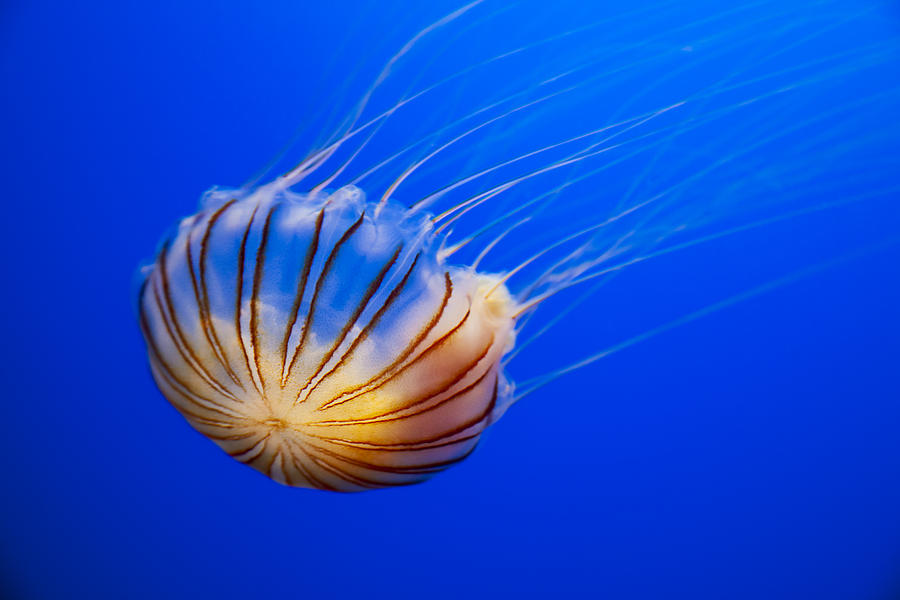 Nature Photograph - Compass Jellyfish by Dave Fleetham