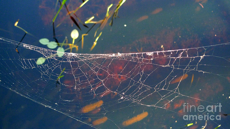 Complexity of the web Photograph by Nina Prommer