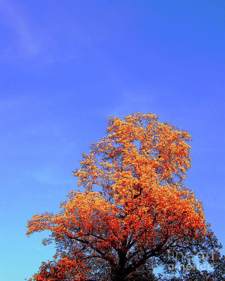 Complimentary Tree Photograph by Lizi Beard-Ward