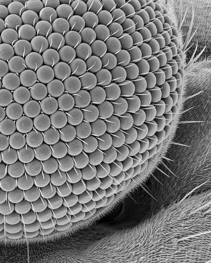 Nature Photograph - Compound Eye Of A Gnat, Sem by Steve Gschmeissner