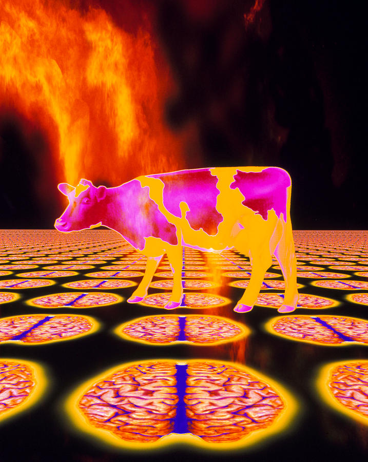 Computer Art Of Mad Cow (bse), Flames, Human Brain Photograph By Mehau 