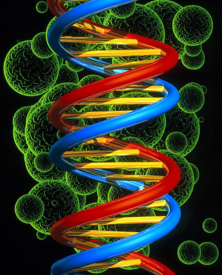 Computer Artwork Of A Beta Dna Segment And Spheres Photograph by Laguna ...