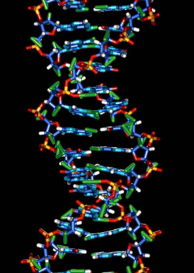 human dna structure