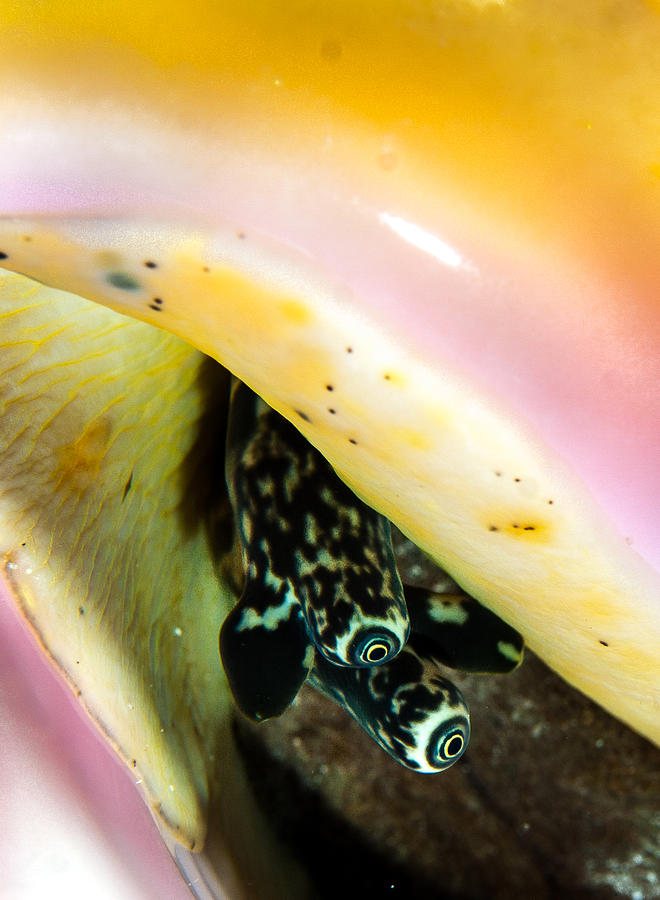 Conch eyes Photograph by Jean Noren | Fine Art America