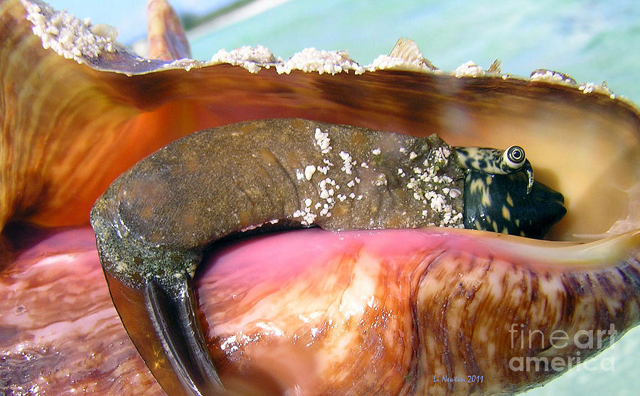 Conch Face- Who Knew Photograph by Li Newton