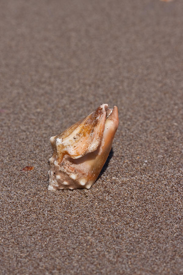 Conch Seashell Photograph by Dina Calvarese
