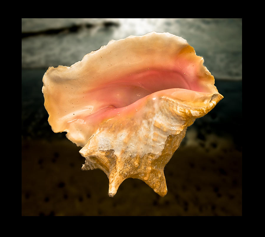 Conch Shell 1 Photograph by Dale Stillman