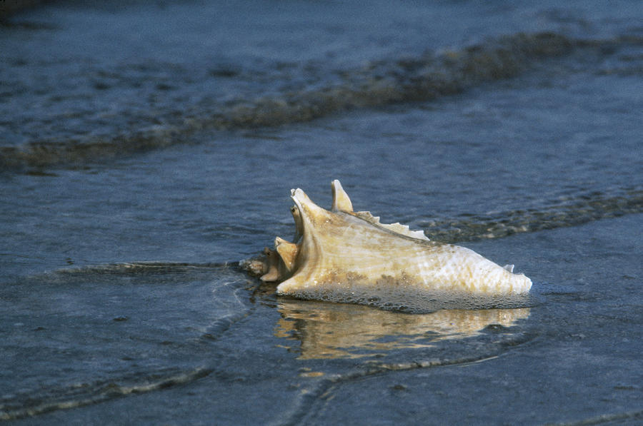 Conch Shell Photograph by Granger