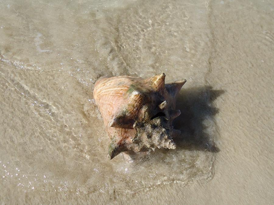Conch Shell Photograph by Rita Tortorelli