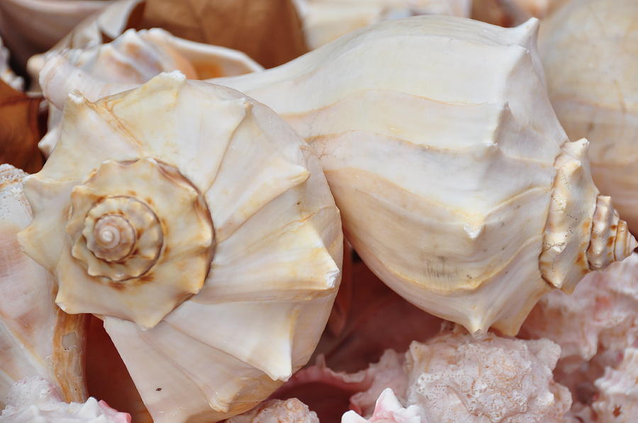 Conch Shells Photograph by Jan Amiss Photography