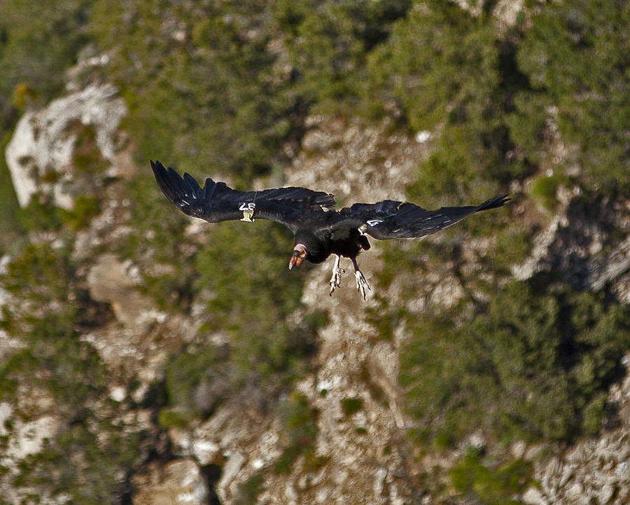 Condor 87 In Flight Photograph by Gregory Scott