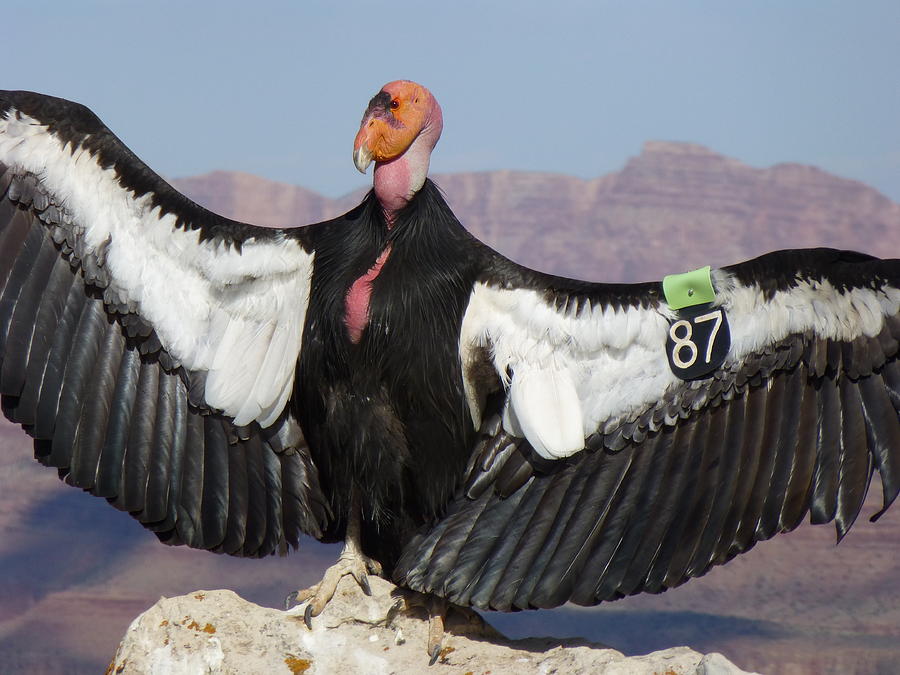 Grand Canyon National Park Photograph - Condor 87 Struts His Stuff by Janet Rae-Dupree
