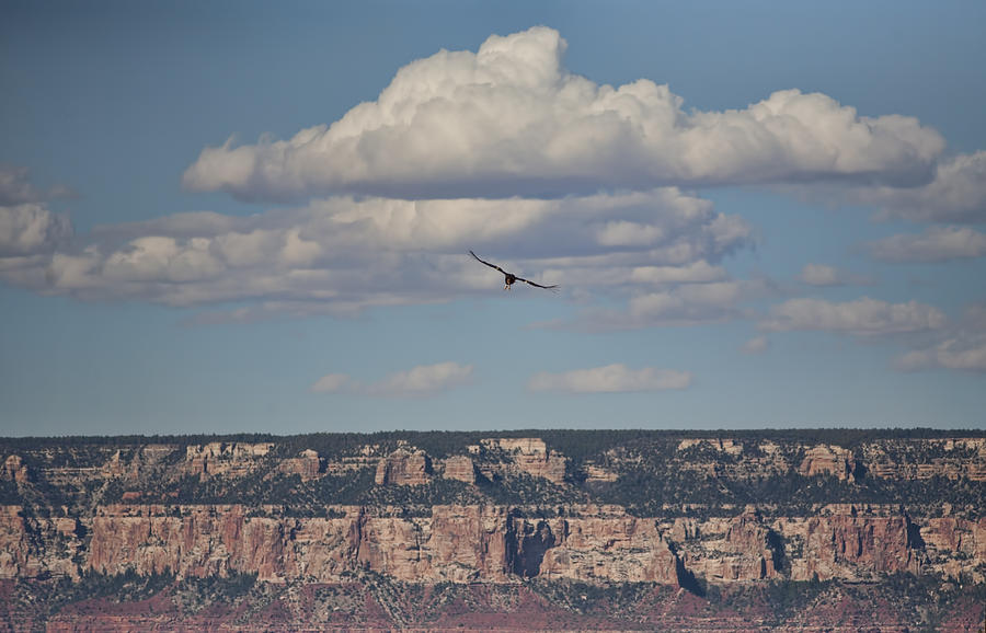 Condor Above Grand Canyon Photograph by Gregory Scott