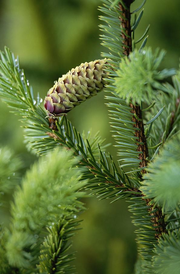 Cone And Branch Of Sitka Spruce, Point Photograph by Michael Melford