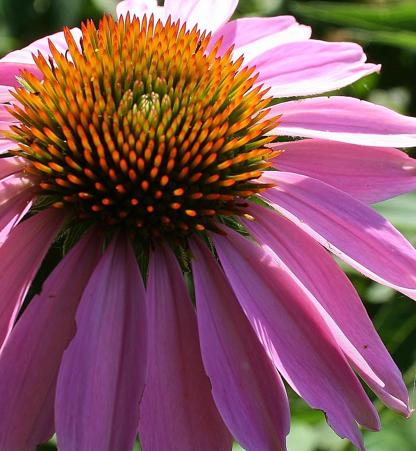 Nature Photograph - Cone Flower by Bruce Bley