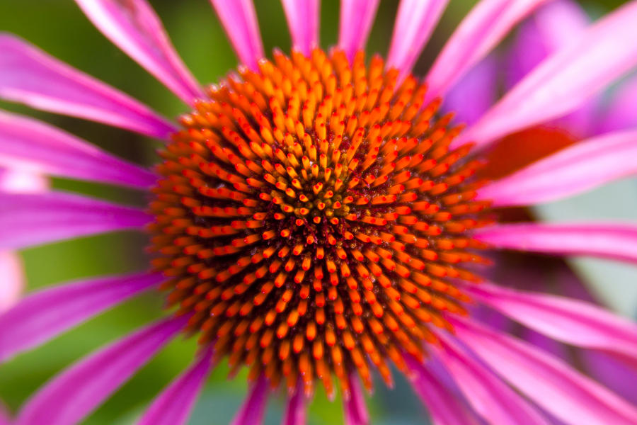 Cone Flower Fireworks Photograph by Lynne Jenkins