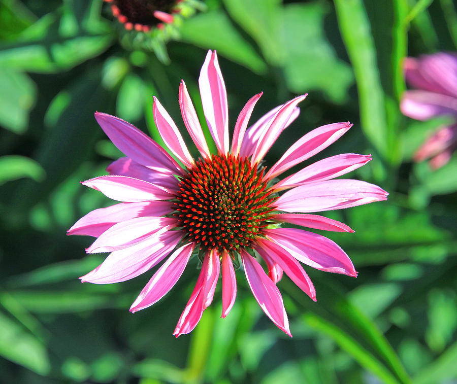 Cone Flower Photograph by Steve McKinzie - Fine Art America