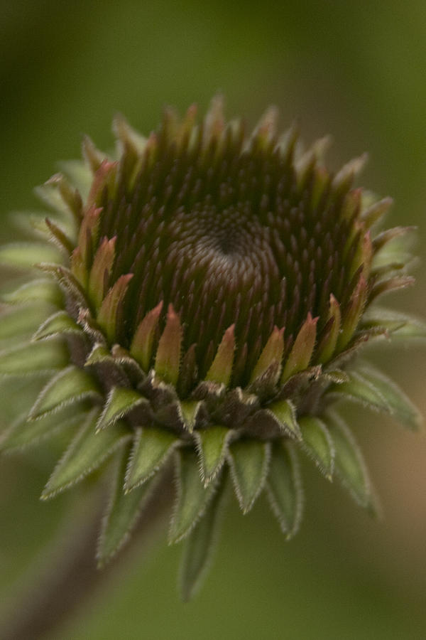 Cone Flower Studies 2012 - 3 Photograph by Margaret Denny