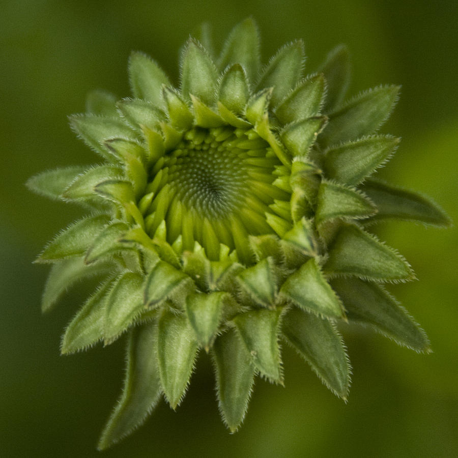 Cone Flower Studies 2012 - 4 Photograph by Margaret Denny