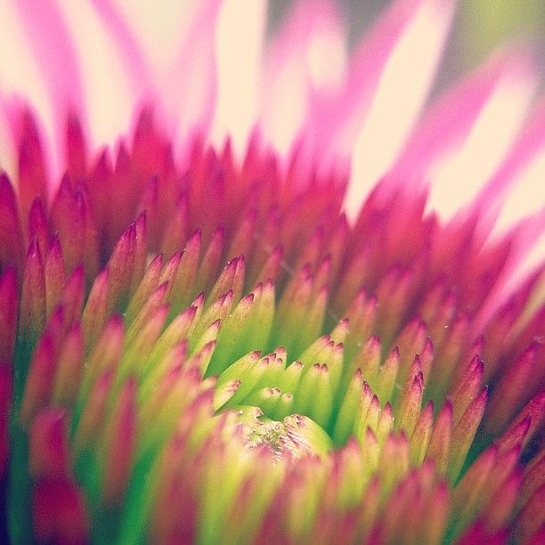 Cone Flower Up Close 2 #icdecorate Photograph by Celina Wyss