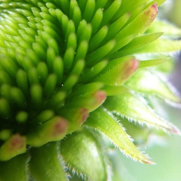 Cone Flower Up Close #icdecorate Photograph by Celina Wyss