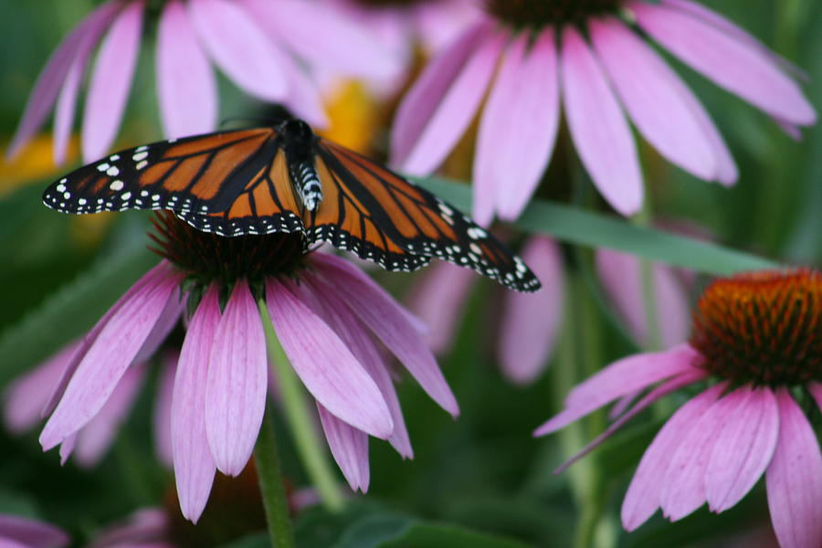 Cone Flowers And Monarch Butterfly Photograph by Kay Novy