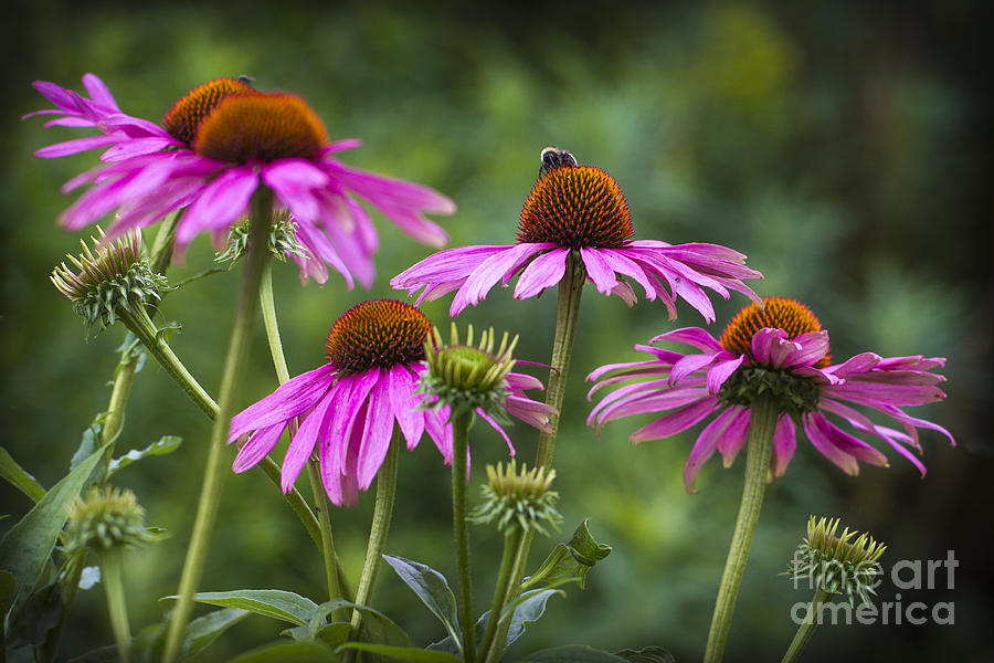 Coneflower and Bee. Photograph by Clare Bambers