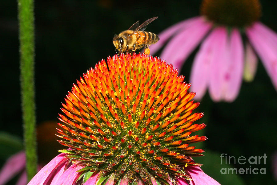 Coneflower Bee Photograph by Daniel  Knighton
