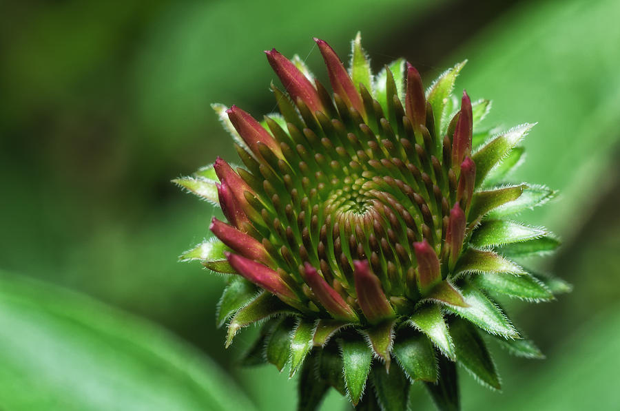 Coneflower Close-Up Photograph by Lori Coleman