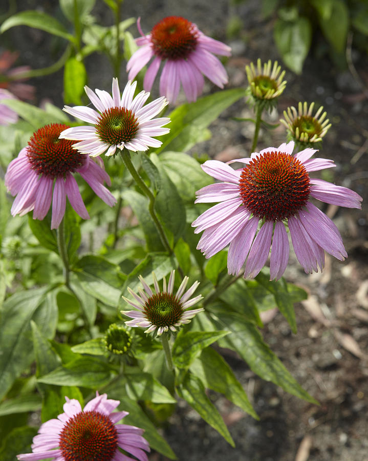 Coneflower Echinacea Sp Flowers Photograph By Visionspictures