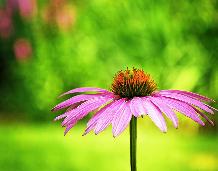 Daisy Photograph - Coneflower in Pink and Green by Vicki Jauron