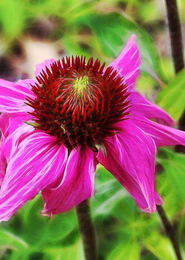 Flowers Still Life Photograph - Coneflower by Judi Bagwell