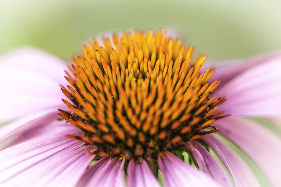 Coneflower Photograph by Kate Hannon